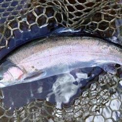 大物狙いでエキスパートエリア ～平谷湖フィッシングスポット～